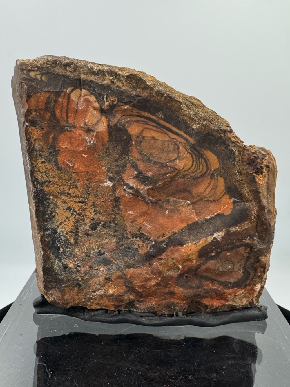 Andromeda Jasper Africa - Picture 5 of 5